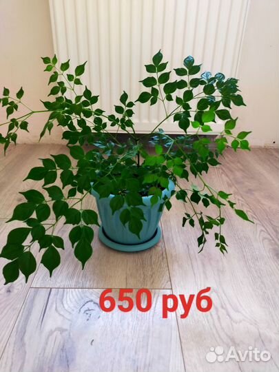 Радермахера