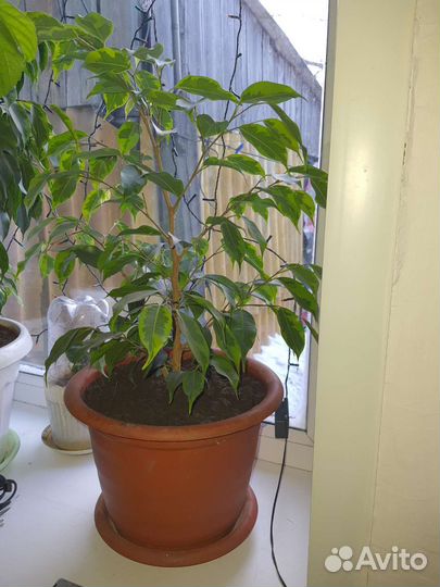 Фикус бенджамина