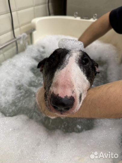 Стрижка собак и кошек груминг