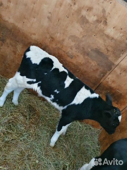 Бычки и телки