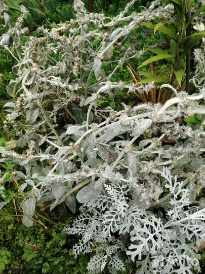 Саженцы:цветы,кусты,деревья,свежие и суш.яблоки