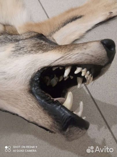 Тамбовский волк