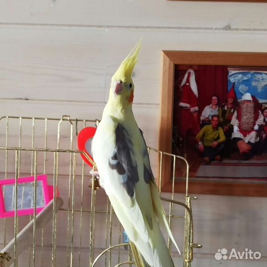 Попугай корелла с клеткой