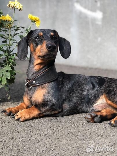 Карликовая такса