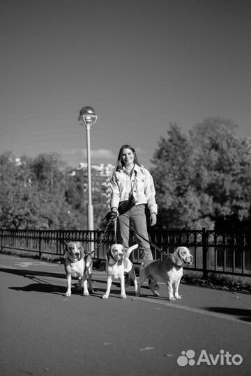 Собака для фотосессии. Бигль