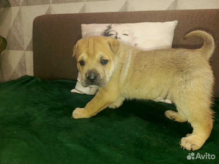 Щенки шарпея