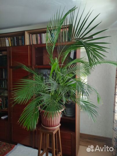 Пальма Дипсис