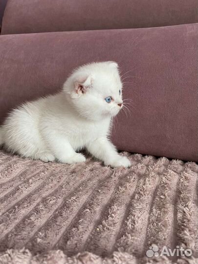 Серебристая шиншилла колор-поинт