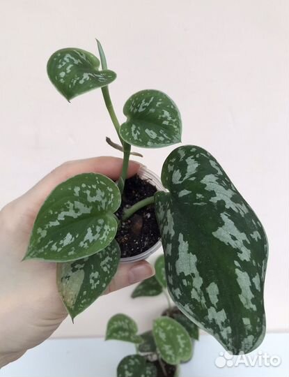 Сциндапсус пиктус аргиреус комнатные