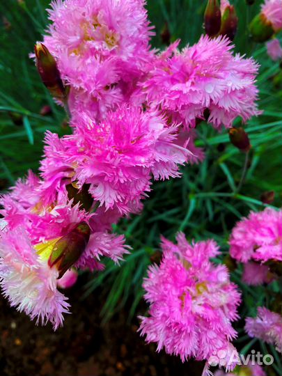 Многолетняя махровая гвоздика-зимостойкая