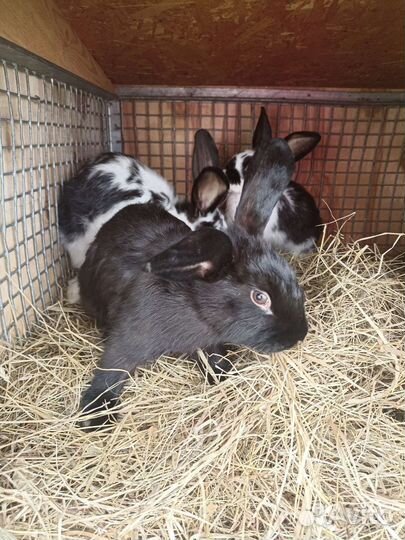 Продам кроликов