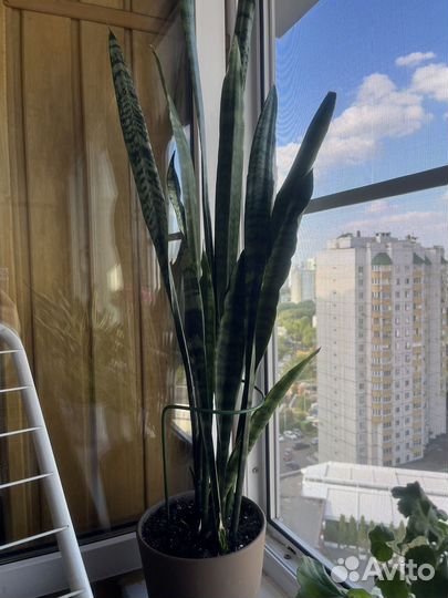 Сансевиерия сортовая