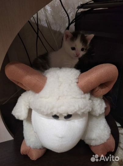 Отдам в добрые руки котенка девочку