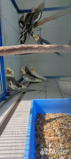 Птенцы корелл