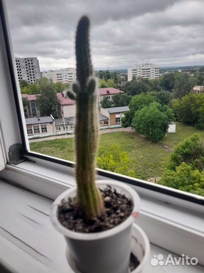 Рео и другие комнатные растения