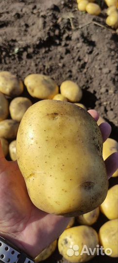 Картофель деревенский, картошка своя