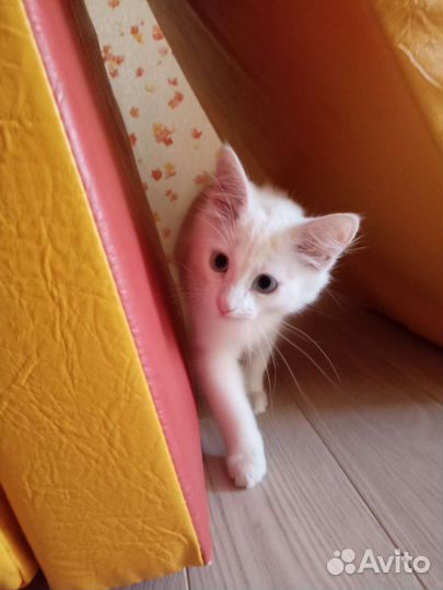 Котенок в дар бесплатно