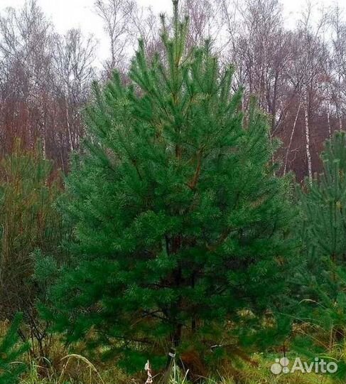 Крупномер сосны