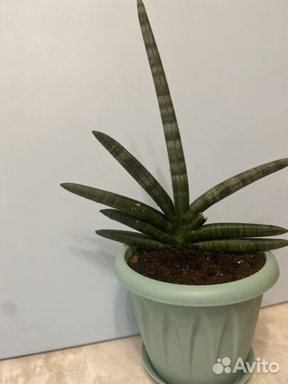 Сансевиерия сортовая бонселенсис