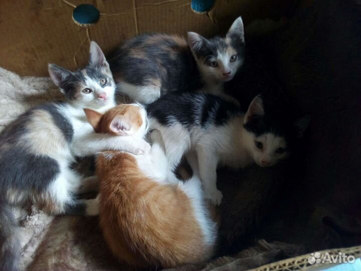 Котята в добрые руки бесплатно