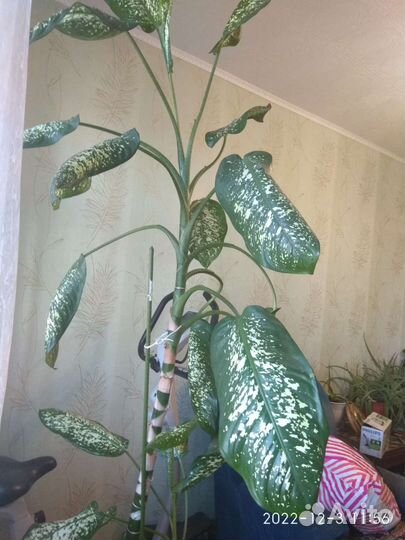 Диффенбахия