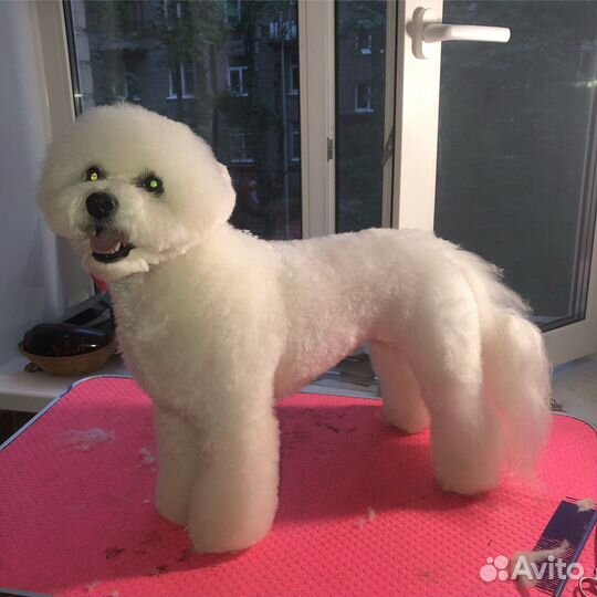 Груминг собак всех пород