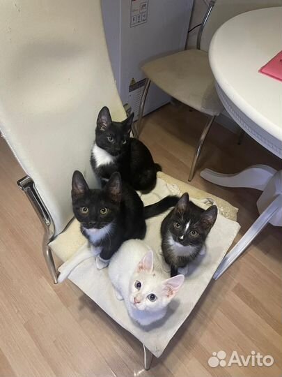 Котята в добрые руки бесплатно