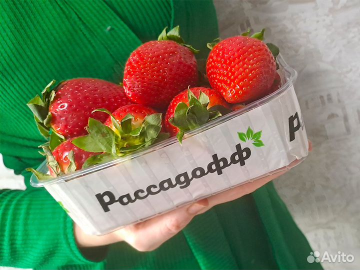 Рассада клубники. Опт от 64 шт