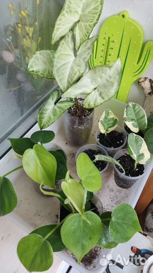 Сциндапсусы, монстера манки, филодендрон