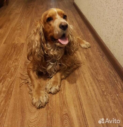 Спаниель на вязку