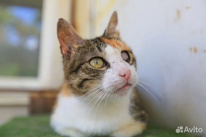 Спокойная Фросенька