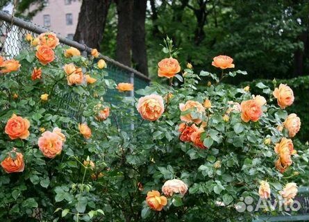 Роза Пэт Остин (куст)