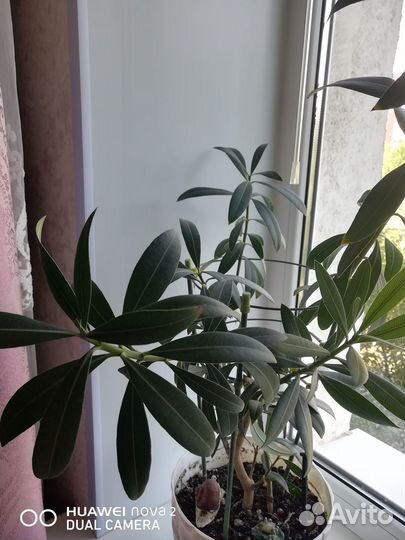 Олеандр, с горшком. 87 см