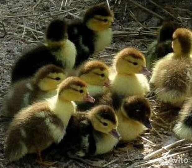 Мускусные индоутята