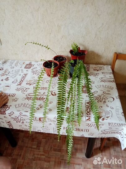 Продам цветы комнатные