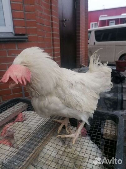 Куры несушки