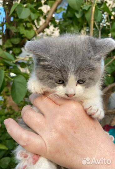 Котята 2 месяца.мальчик и девочка