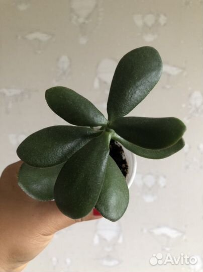 Толстянка, денежное дерево