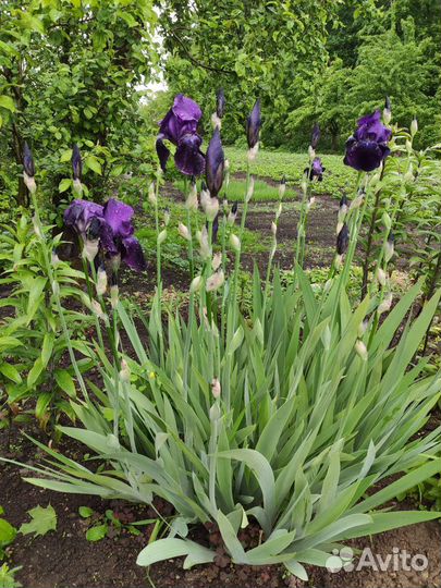 Ирисы