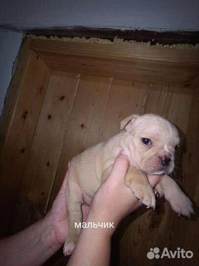 Французский бульдог