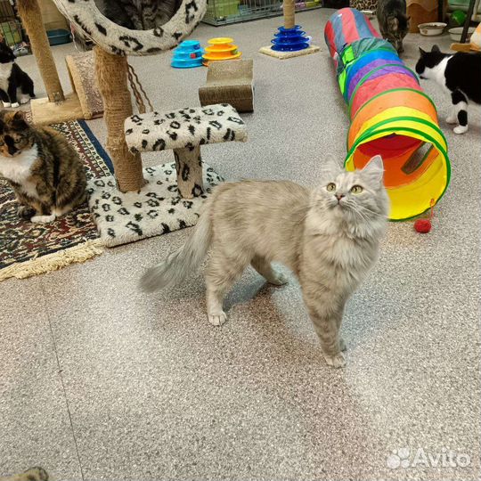 Кошка в добрые руки