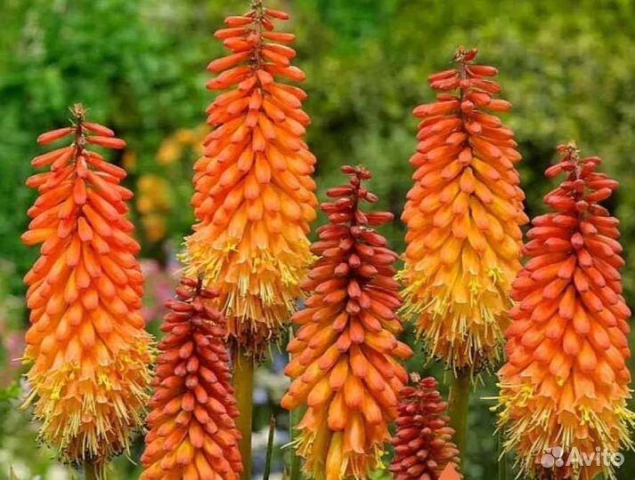 Хоста гигант, Мак, Пион, Юкка, Папоротник и др