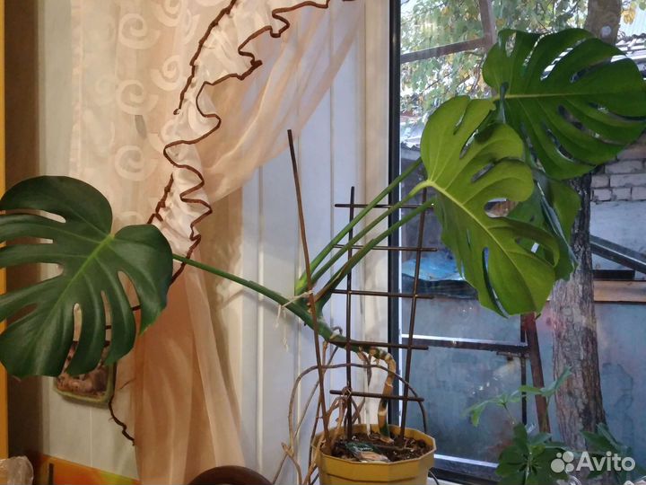 Монстера деликатесная 1,м