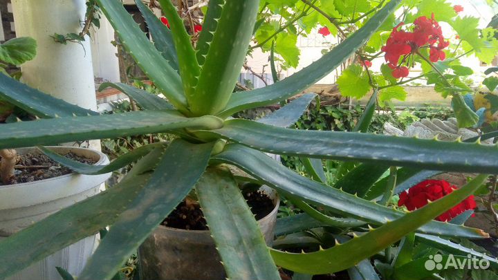 Алоэ 5 летний