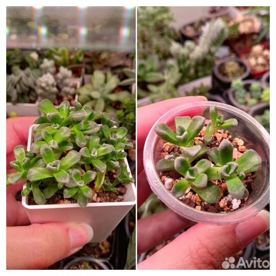 Разные суккуленты 3