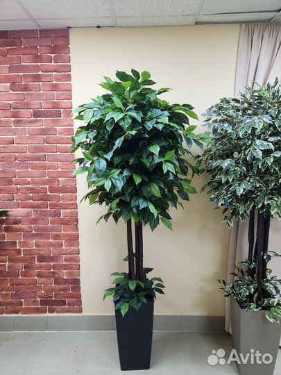 Манго 180см Деревья искусственные домой в кафе