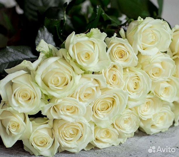 Высокие розы Гигантские розы Доставка цветов