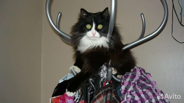 Взрослый кот ищет дом
