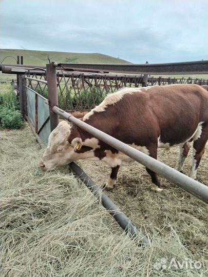 Коровы с быком