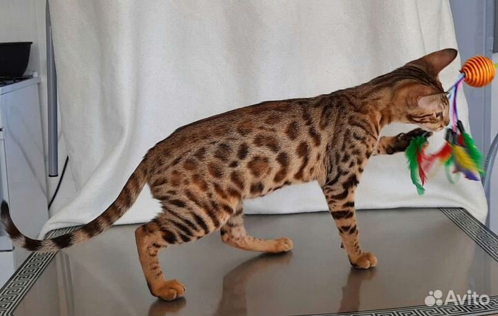 Бенгальская кошечка